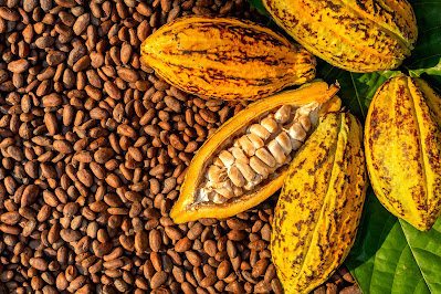 buah coklat