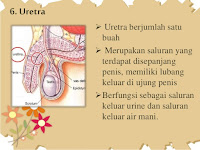 Awet Muda Manfaat Menelan Sperma Menurut Ilmu Kedokteran