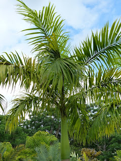 Roystonea oleracea - Palmier royal des Caraïbes