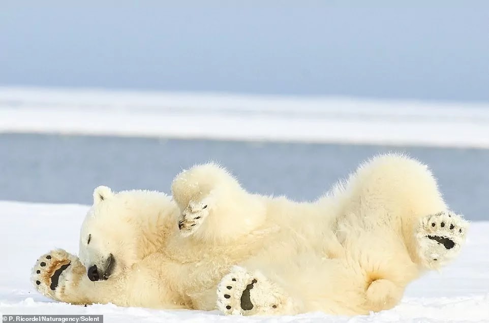 Curious Polar Bear Swims Up Close To Brave Photographer At Alaskan Nature Reserve