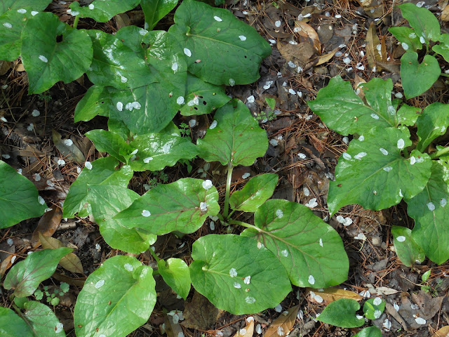 緑の葉に花弁が美しい