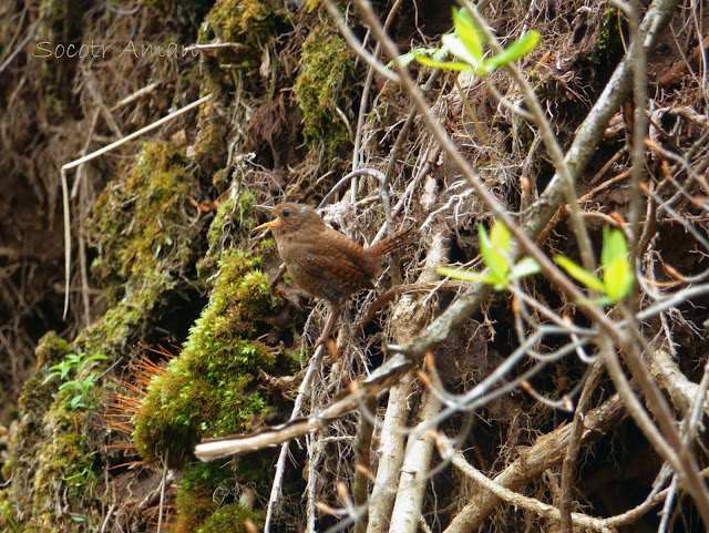 Troglodytes troglodytes