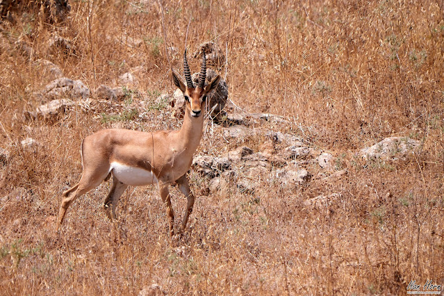 Mountain Gazelle