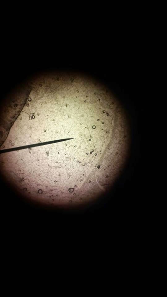 Idea P&P Sains : Stomata Melalui Mikroskop