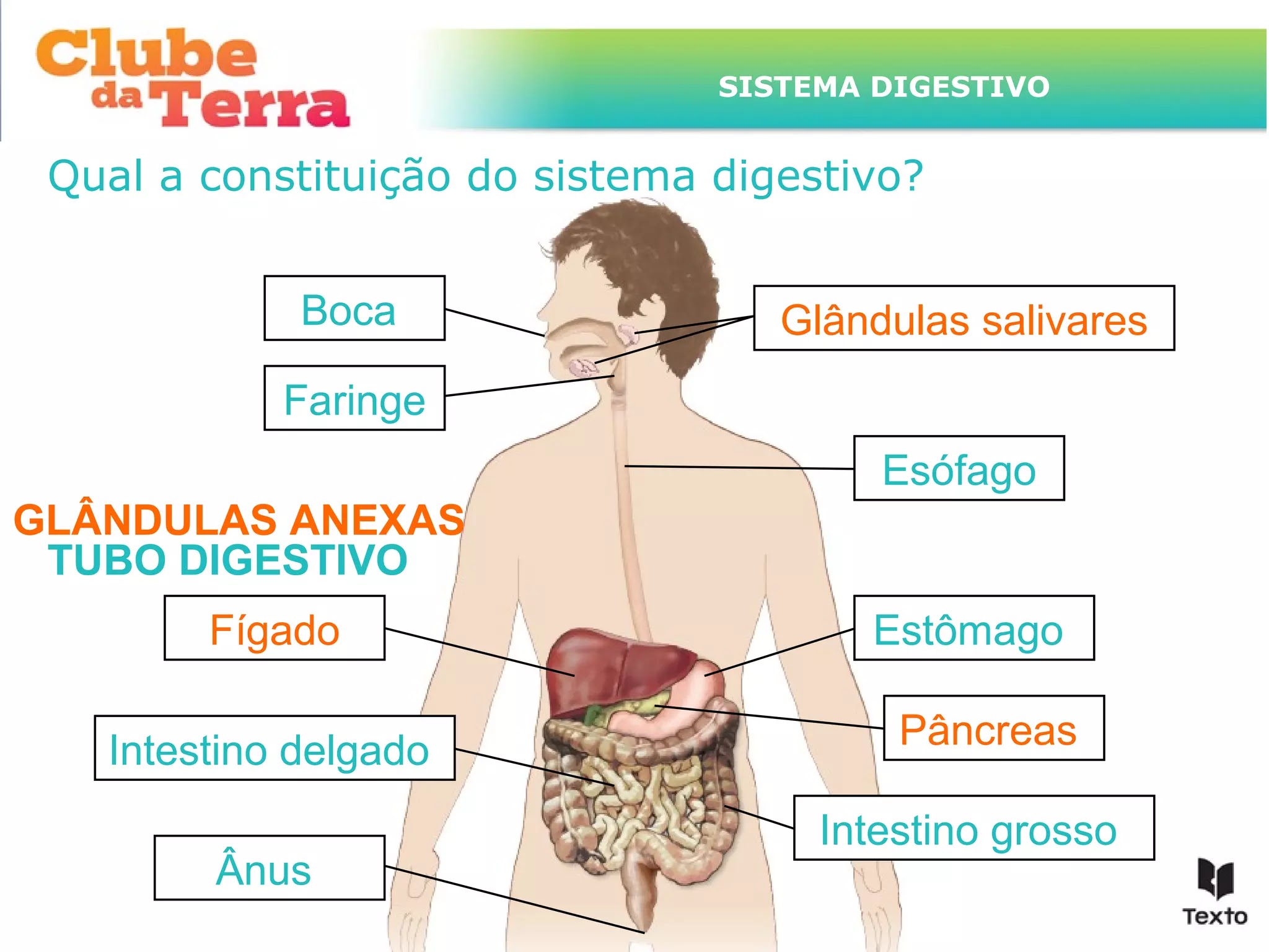 Sistema digestivo ou digestório