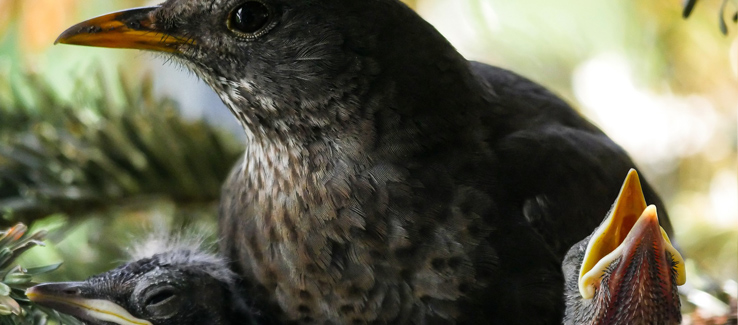 Birds and wildlife seek habitat and refuge in trees