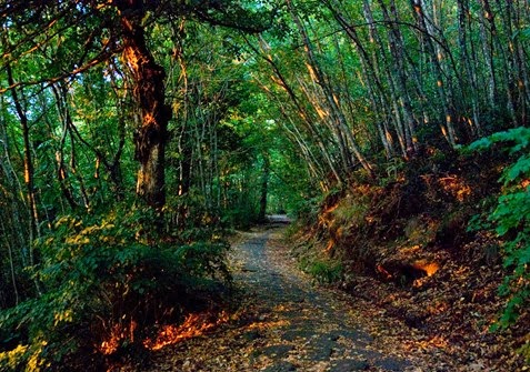 strada bianca nel bosco