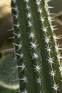 Pachycereus pecten-aboriginum - Peigne des aborigènes