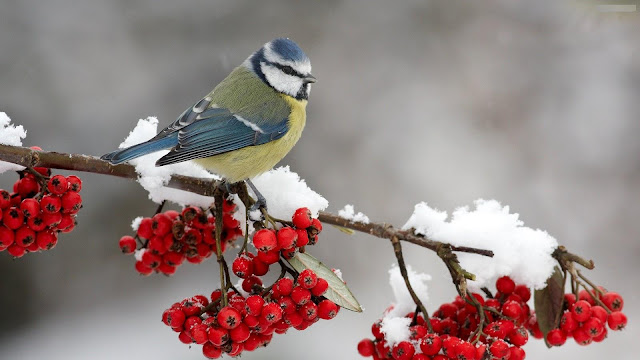 Cute Small Bird Wallpaper