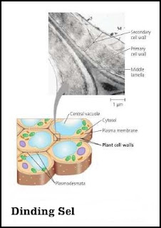 dinding sel "biologi sel"