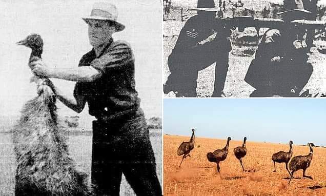 Tentera Australia berperang dengan Emu