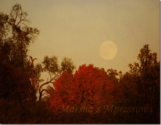 full moon rising yams soft light darkened w watermark copy