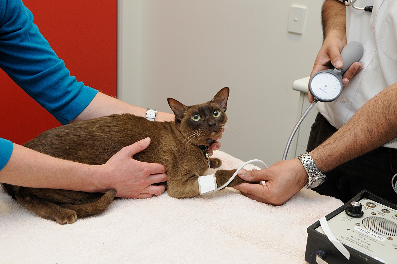 44 Top Photos Cat Blood Pressure 200 / Range 4.2 7.1CM CAT Veterinary disposable blood pressure ...