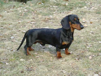 Dachshund Smooth Haired Dog Breed Pictures