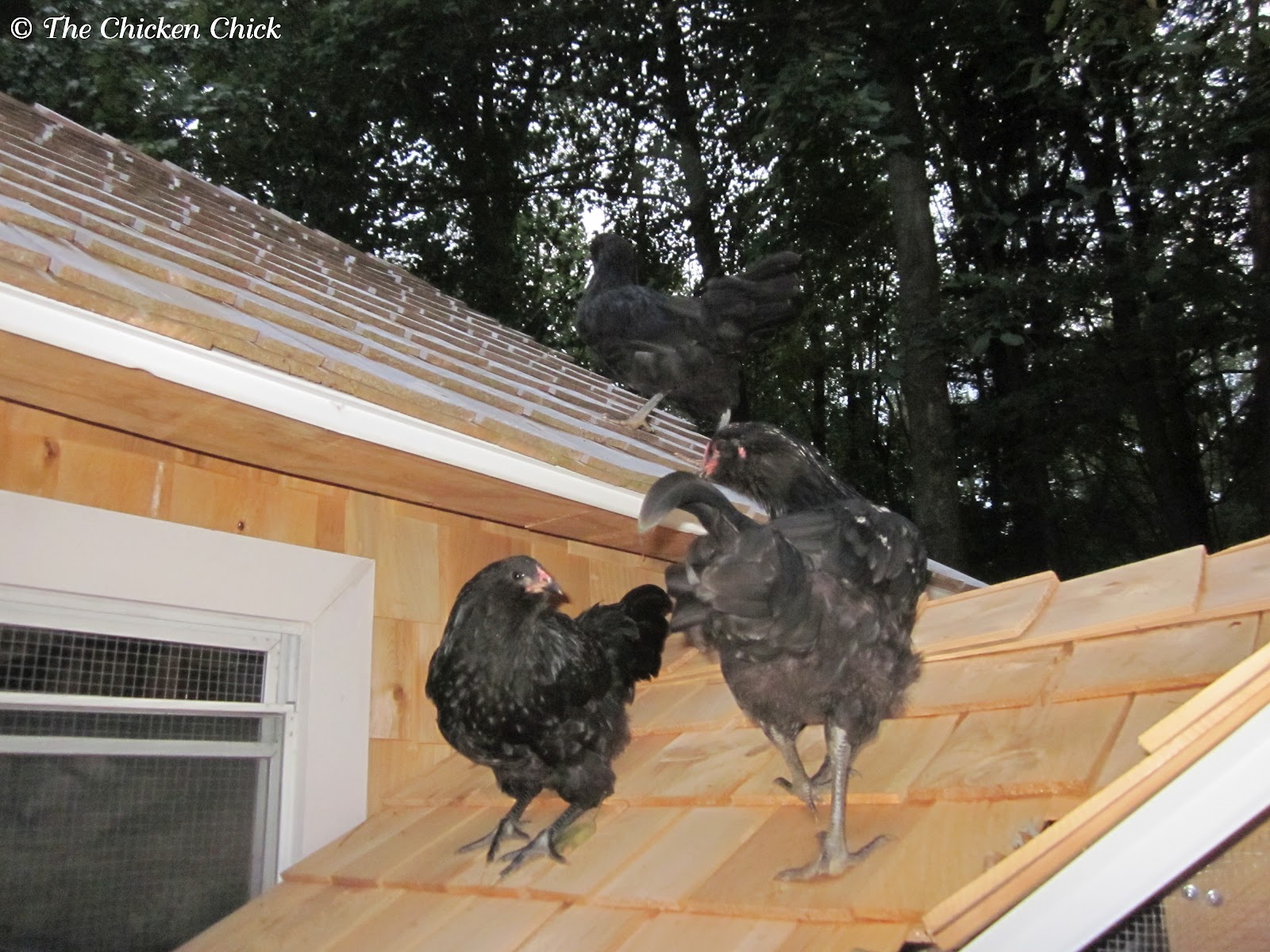 The Chicken Chick®: Coop Training Chickens to Roost &amp; Use 