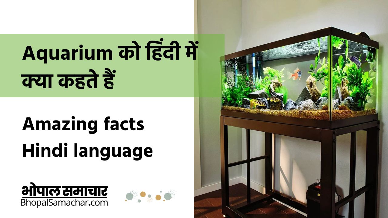 Aquarium को हिंदी में क्या कहते हैं- Amazing