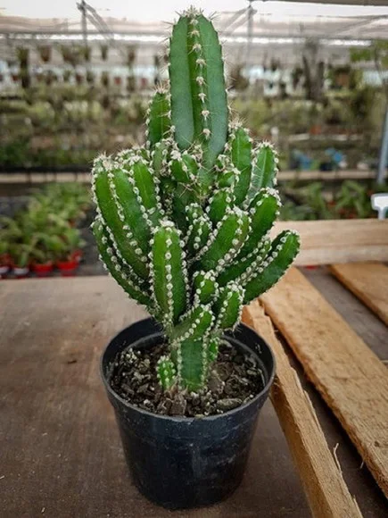 Cacto-triangular-Acanthocereus-tetragonus