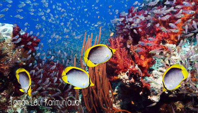 Taman Laut Terindah Di Indonesia  