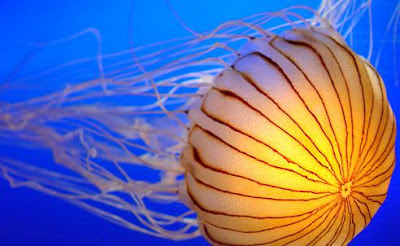Dunia Hewan : Immortal jellyfish