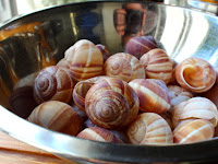 Next Up: Moon Snails