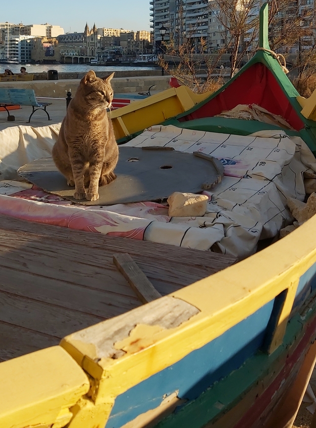 Malta: nog katten!