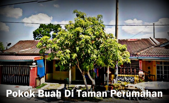 Tanam Pokok Buah-Buahan Di Taman Perumahan