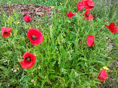 amapolas