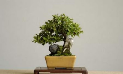 bonsai trees