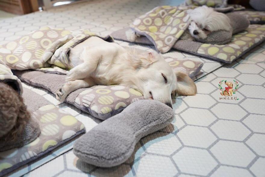 Adorable Pictures Puppies Are Napping In A Puppy Daycare Center