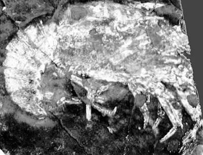 Oldest lobster fossil