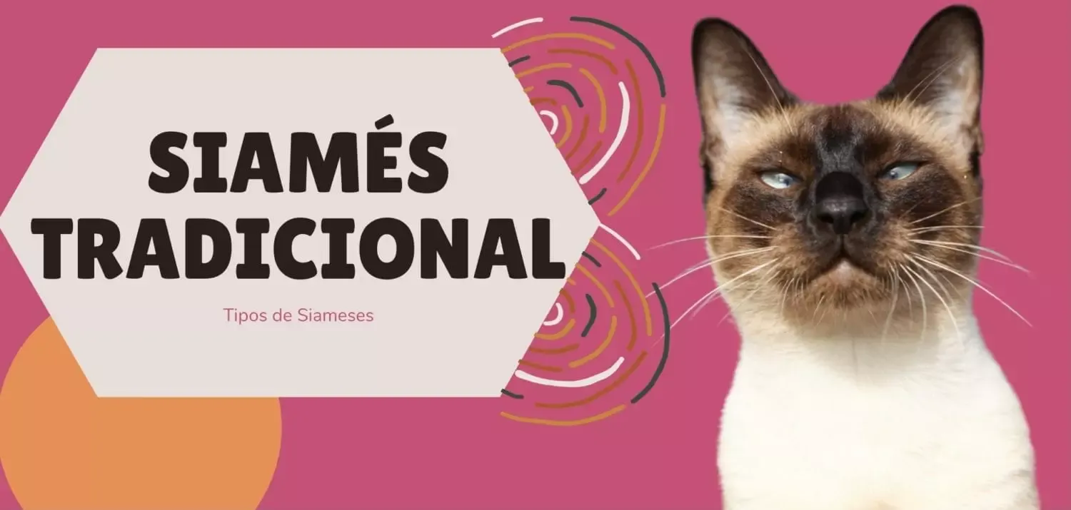 Gato siames tradicional