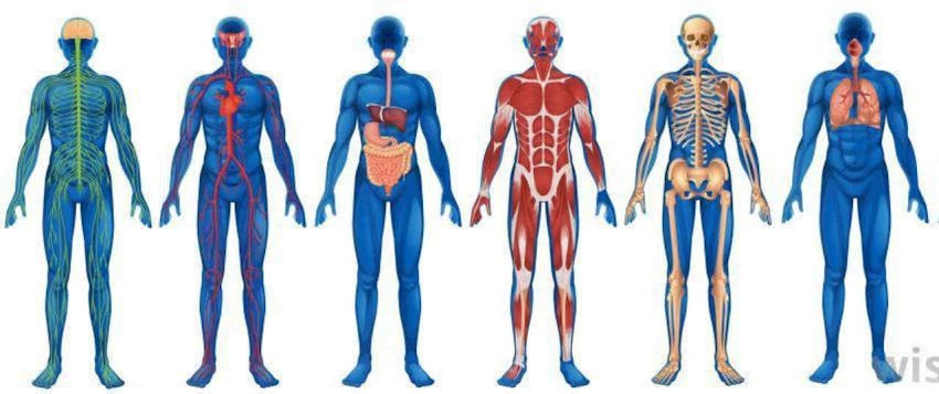 Chapter 1|| Introduction to Human Anatomy & Physiology| BP101T| SEM 1| B.Pharm