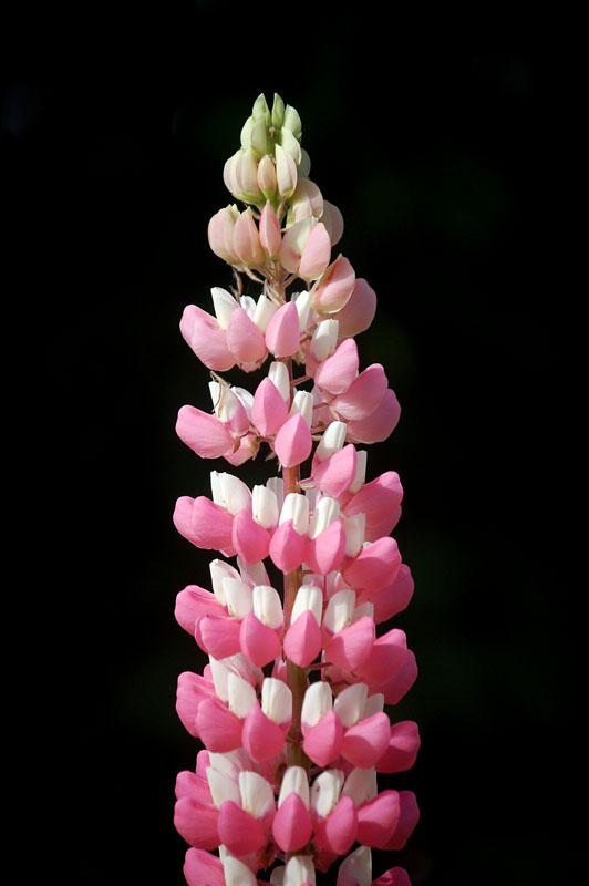 Download this Lupin Photograph picture
