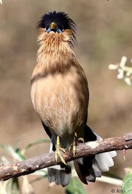 Brahminy Starling