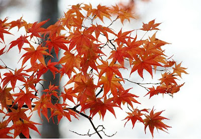 Japanese Maple