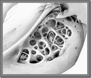 bone-detail