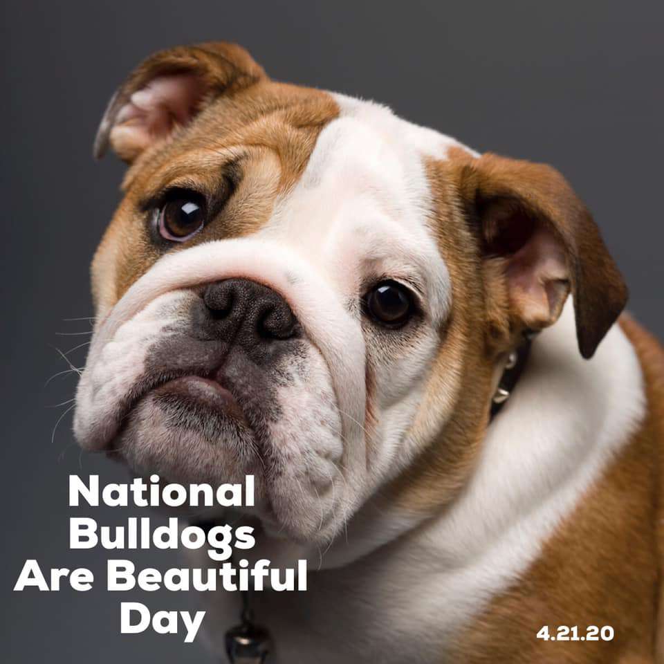 National Bulldogs Are Beautiful Day Wishes Beautiful Image
