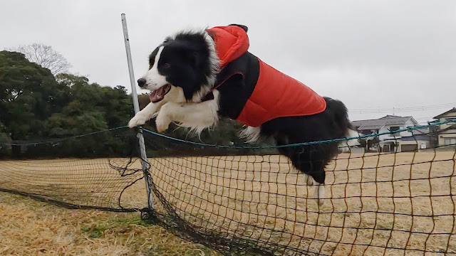 保護犬 ボーダーコリー トーマ