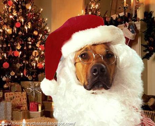 Dog Santa Claus.