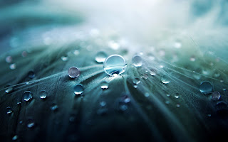 beautiful dew drops wallpapers