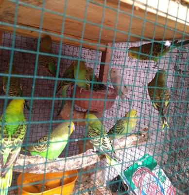 ternak burung parkit