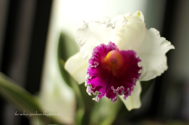 Grow Cattleya orchidsin the city | The Urban Gardener