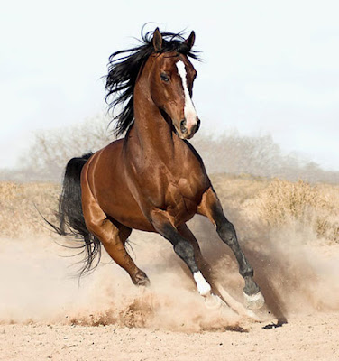 LATEST HORSE HD WALLPAPER FREE DOWNLOAD 11