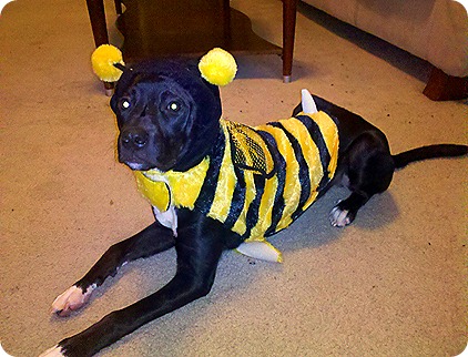 Tomlin Halloween 2-2