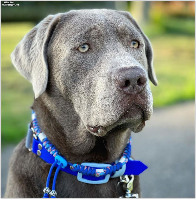 silver labrador