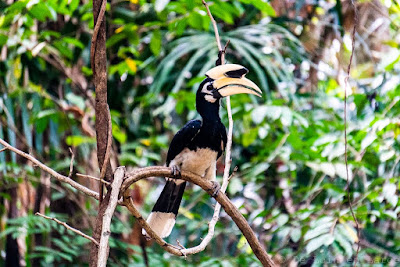 Calao-hornbill-Koh-yao-noi-thailande