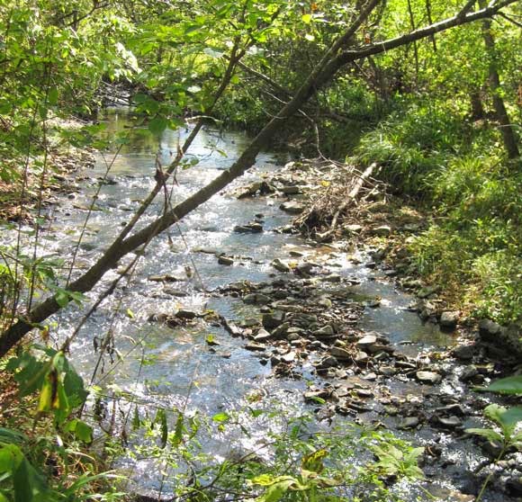 Verdant shores of a mountain stream