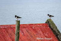 Eurasian Oystercatchers on a rooftop – Iceland – June 16, 2017 – Roberta Palmer