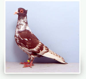 Berne Half Beak Pigeon