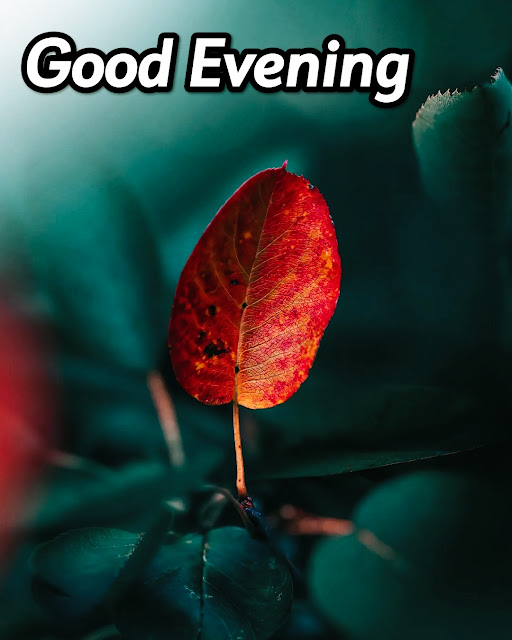 Love Good Evening Photo